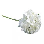 Weiße Hortensie mit vielen Blüten. Der Stängel ist grün und dünn.