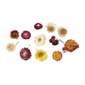 Getrocknete Blumen in verschiedenen Farben. Enthält gelbe, rote, lila und weiße Blüten.