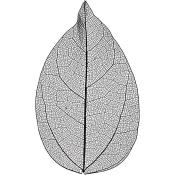Blatt in schwarz-weiß mit feinen Linien. Die Struktur zeigt die Blattadern.