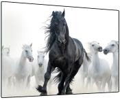 Schwarzes Pferd im Vordergrund, umgeben von weißen Pferden. Pferde in Bewegung, dynamische Mähne. Heller Hintergrund.