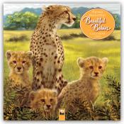 Flame Tree Publishing: Patricia MacCarthy´s Beautiful Babies - Wunderschöne Tierbabys 2025