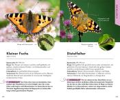 Roland Gerstmeier: BASIC Insekten - Taschenbuch