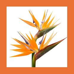 PAPSTAR Servietten Paradiesvogelblume 20 Stück 33 x 33 cm orange