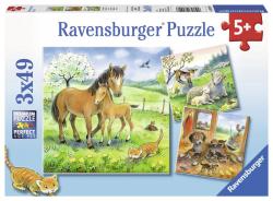 Puzzlebox mit drei Bildern von Tieren. Hauptmotiv sind zwei Pferde auf einer Wiese.