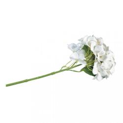 Weiße Hortensie mit vielen Blüten. Der Stängel ist grün und dünn.