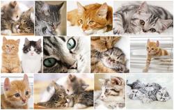Eine Collage von verschiedenen Katzen. Verschiedene Farben und Posen, einige spielen und kuscheln.