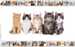 Eine Collage von verschiedenen Katzen. Verschiedene Farben und Posen, einige spielen und kuscheln.