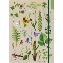 Illustration von verschiedenen Pflanzen und Blumen. Enthält Blätter, Beeren und eine Motte.