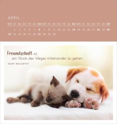 Wandkalender Katzenweisheiten 2025