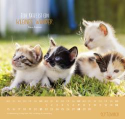 Wandkalender 2025: Für Katzenfreunde