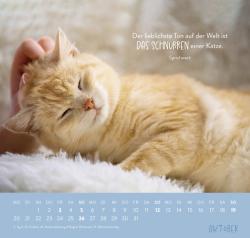 Wandkalender 2025: Für Katzenfreunde