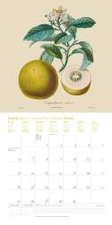 DUMONT - Fruits 2025 Broschürenkalender, 30x30cm, Wandkalender mit historischen Abbildungen alter Obstsorten von Pierre Antoine Poiteau, internationale Feiertage und Platz für Notizen