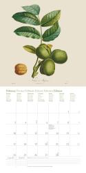 DUMONT - Fruits 2025 Broschürenkalender, 30x30cm, Wandkalender mit historischen Abbildungen alter Obstsorten von Pierre Antoine Poiteau, internationale Feiertage und Platz für Notizen