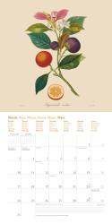 DUMONT - Fruits 2025 Broschürenkalender, 30x30cm, Wandkalender mit historischen Abbildungen alter Obstsorten von Pierre Antoine Poiteau, internationale Feiertage und Platz für Notizen