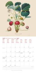 DUMONT - Fruits 2025 Broschürenkalender, 30x30cm, Wandkalender mit historischen Abbildungen alter Obstsorten von Pierre Antoine Poiteau, internationale Feiertage und Platz für Notizen