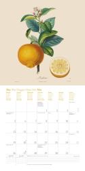 DUMONT - Fruits 2025 Broschürenkalender, 30x30cm, Wandkalender mit historischen Abbildungen alter Obstsorten von Pierre Antoine Poiteau, internationale Feiertage und Platz für Notizen