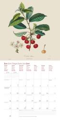 DUMONT - Fruits 2025 Broschürenkalender, 30x30cm, Wandkalender mit historischen Abbildungen alter Obstsorten von Pierre Antoine Poiteau, internationale Feiertage und Platz für Notizen