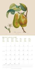 DUMONT - Fruits 2025 Broschürenkalender, 30x30cm, Wandkalender mit historischen Abbildungen alter Obstsorten von Pierre Antoine Poiteau, internationale Feiertage und Platz für Notizen