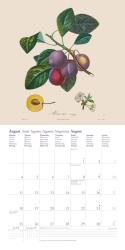 DUMONT - Fruits 2025 Broschürenkalender, 30x30cm, Wandkalender mit historischen Abbildungen alter Obstsorten von Pierre Antoine Poiteau, internationale Feiertage und Platz für Notizen