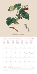 DUMONT - Fruits 2025 Broschürenkalender, 30x30cm, Wandkalender mit historischen Abbildungen alter Obstsorten von Pierre Antoine Poiteau, internationale Feiertage und Platz für Notizen