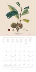 DUMONT - Fruits 2025 Broschürenkalender, 30x30cm, Wandkalender mit historischen Abbildungen alter Obstsorten von Pierre Antoine Poiteau, internationale Feiertage und Platz für Notizen