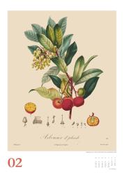 DUMONT - Poiteau: Alte Obstsorten 2025 Wandkalender, 50x70cm, Posterkalender mit Abbildungen von alten Obstsorten, aus der Rara-Sammlung der Staatsbibliothek zu Berlin