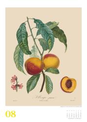 DUMONT - Poiteau: Alte Obstsorten 2025 Wandkalender, 50x70cm, Posterkalender mit Abbildungen von alten Obstsorten, aus der Rara-Sammlung der Staatsbibliothek zu Berlin