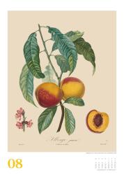 DUMONT - Poiteau: Alte Obstsorten 2025 Wandkalender, 50x70cm, Posterkalender mit Abbildungen von alten Obstsorten, aus der Rara-Sammlung der Staatsbibliothek zu Berlin