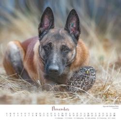 DUMONT - Ingo, Poldi und Freunde: Wo die Liebe hinfliegt 2025 Wandkalender, 23x23cm, Kalender im Quadratformat mit wundervollen Tier-Motiven, deutsches Kalendarium und Spiralbindung