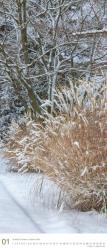 DUMONT - Gräser im Garten 2025 Wandkalender, 30x70cm, Gartenkalender mit beeindruckenden Fotografien aus dem Garten, mit Spiralbindung