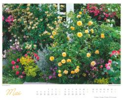 DUMONT - Im Rosengarten 2025 Wandkalender, 52x42,5cm, Garten-Kalender mit eindrucksvollen Rosen-Motiven aus verschiedensten Gärten, deutsches Kalendarium, mit Spiralbindung