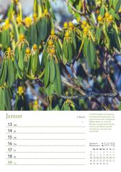 DUMONT - Ein Jahr in meinem Garten 2025 Wochenkalender, 21x29,7cm, Wandkalender mit Pflanzenporträts und handfesten Tipps, Garten- und Pflanzenpflege rund ums Jahr, praktisch, nützlich und d