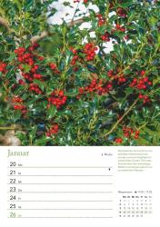 DUMONT - Ein Jahr in meinem Garten 2025 Wochenkalender, 21x29,7cm, Wandkalender mit Pflanzenporträts und handfesten Tipps, Garten- und Pflanzenpflege rund ums Jahr, praktisch, nützlich und d