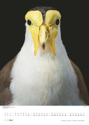 DUMONT - Tim Flach: Vögel 2025, 50x70cm, Posterkalender mit diversen Vogelarten in faszinierenden Nahaufnahmen, fotografiert von einem der weltbesten Tierfotografen Tim Flach, deutsches Kale