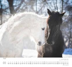 DUMONT - Geliebte Pferde 2025 Wandkalender, 38x35,5cm,  Fotokunst-Kalender mit schönen Pferde-Motiven von Christiane Slawik, mit Spiralbindung