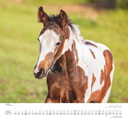 DUMONT - Geliebte Pferde 2025 Wandkalender, 38x35,5cm,  Fotokunst-Kalender mit schönen Pferde-Motiven von Christiane Slawik, mit Spiralbindung