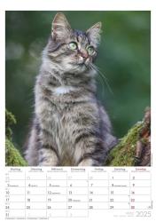 Alpha Edition - Tatzentiger 2025, 29,7x42cm, Bildkalender mit hochwertigen Bildmotiven aus der Welt der Katzen, Notizmöglichkeiten, Kalenderwochen, Feiertage DE/AT/CH und internationales Kal