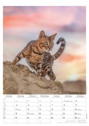 Alpha Edition - Tatzentiger 2025, 29,7x42cm, Bildkalender mit hochwertigen Bildmotiven aus der Welt der Katzen, Notizmöglichkeiten, Kalenderwochen, Feiertage DE/AT/CH und internationales Kal