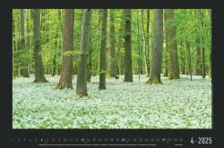 Alpha Edition - Naturlandschaften Deutschlands 2025 Bildkalender, 49,5x33cm, Kalender mit hochwertigen Motiven für jeden Monat, Feiertage DE/AT/CH/FR/IT/NL und internationales Kalendarium