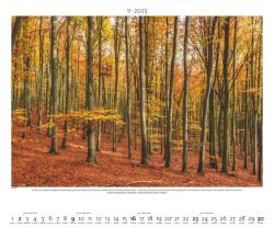 PALAZZI - Naturland Deutschland 2025 Wandkalender, 60x50cm, Posterkalender mit schönen Bildern aus Nationalsparks und Naturschutzgebieten, Felder, Wiesen und Wälder, internationales Kalendar