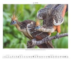 PALAZZI - Regenwald 2025 Wandkalender, 60x50cm, Posterkalender mit majestätischen Aufnahmen aus der grünen Wildnis, hochwertige Fotografie, eine Reise in die Tropen, internationales Kalendar