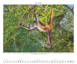 PALAZZI - Regenwald 2025 Wandkalender, 60x50cm, Posterkalender mit majestätischen Aufnahmen aus der grünen Wildnis, hochwertige Fotografie, eine Reise in die Tropen, internationales Kalendar