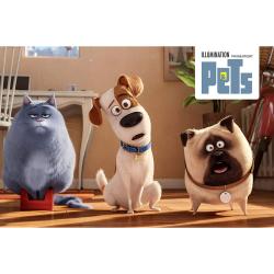 Pets, 1 DVD (Illumination Line Look) - DVD