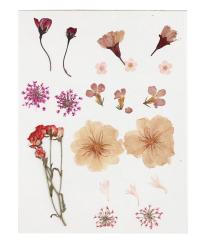 Getrocknete Blumen auf weißem Hintergrund. Verschiedene Arten und Farben, darunter rosa, rot und lila.