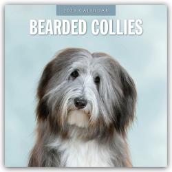 Red Robin Publishing Ltd: Bearded Collies - Bearded Collie 2025 - 16-Monatskalender