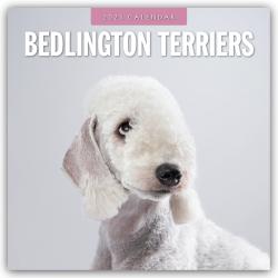 Red Robin Publishing Ltd: Bedlington Terrier - Bedlington Terriers 2025 - 16-Monatskalender