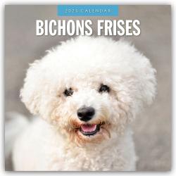 Red Robin Publishing Ltd: Bichon Frisés - Bichon Frisé 2025 - 16-Monatskalender