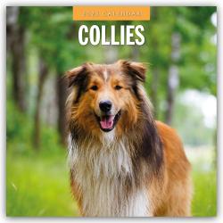 Red Robin Publishing Ltd: Collies - Collie 2025 - 16-Monatskalender