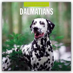 Red Robin Publishing Ltd: Dalmatians - Dalmatiner 2025 - 16-Monatskalender