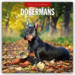 Red Robin Publishing Ltd: Dobermans - Dobermann 2025 - 16-Monatskalender